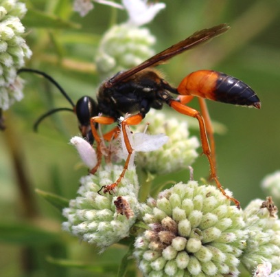 Great Golden Digger Wasp
Sphex ichneumoneus